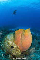 Barrel Sponge and Diver taken off the East end of Grand C... by Paul Colley 